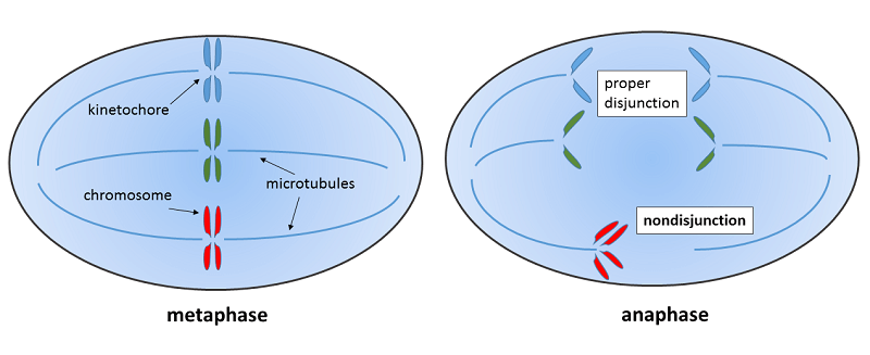 Nondisjunction during mitosis