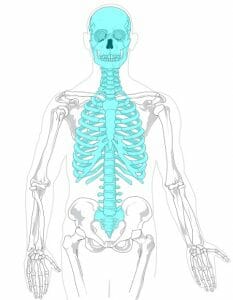 Axial skeleton diagram