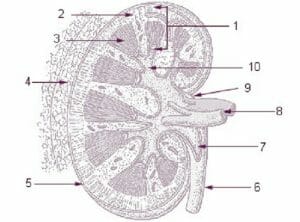 Kidney illustration