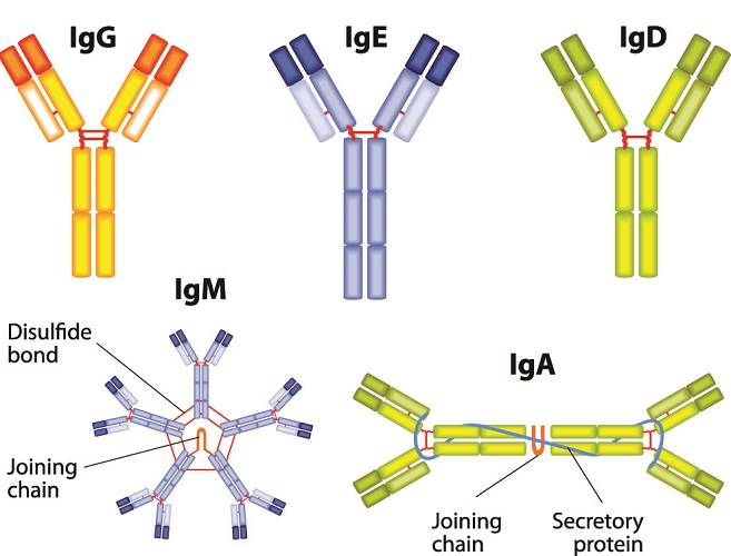 antibodies ige igg iga igm