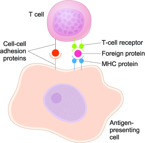 antigen presenting cells APC receptors T cell lymphocyte leukocyte