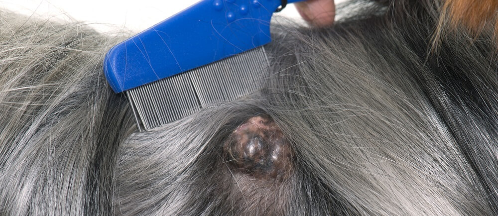 skin cancer dog canine tumor